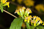 Wreath goldenrod